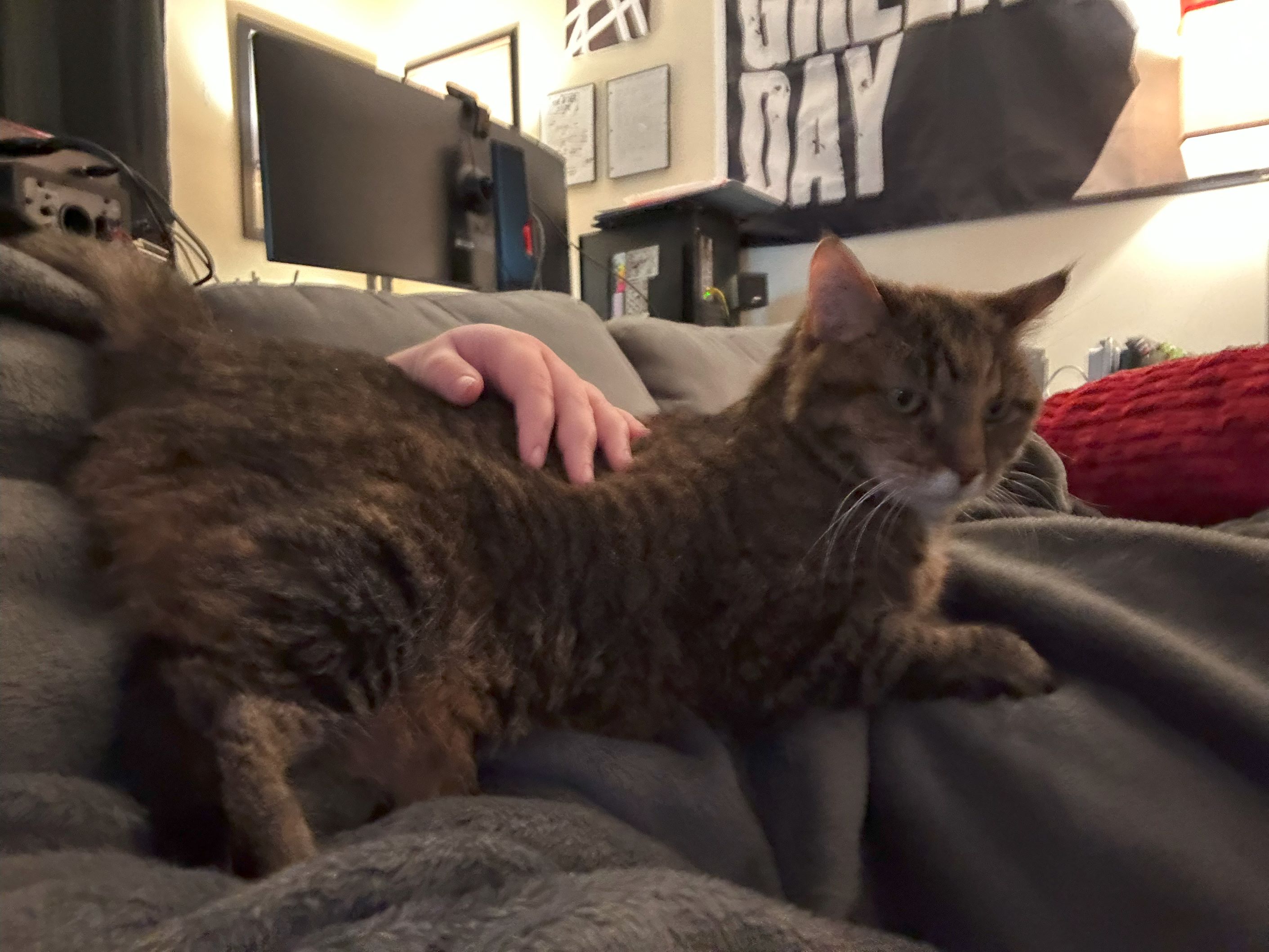 Image of a tabby cat sitting awkwardly on someone's lap.